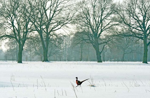 648x415_illustration-faisan-sauvage-champ-enneige-pres-radzymin-40km-varsovie-pologne-7-fevrier-2014.jpg