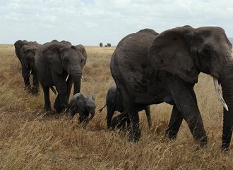 elephants.jpg