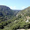 mt_carmel_forets_tb_n0509001.jpg