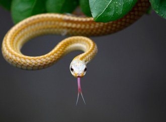 snake_tongue-1920x1200.jpg