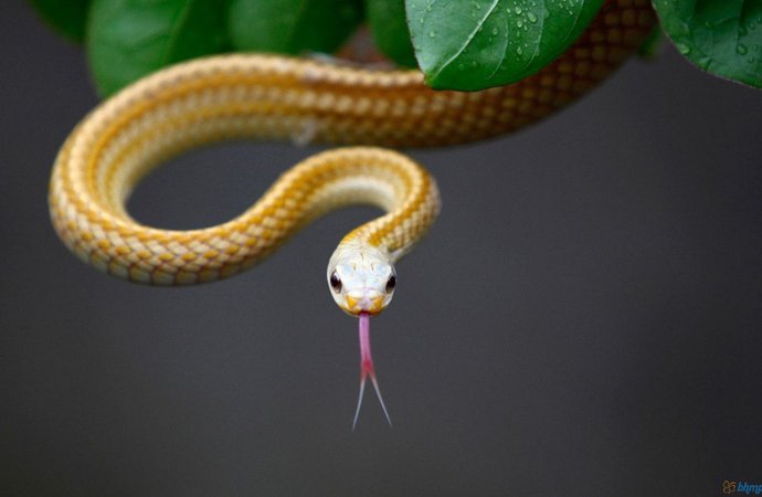 snake_tongue-1920x1200.jpg