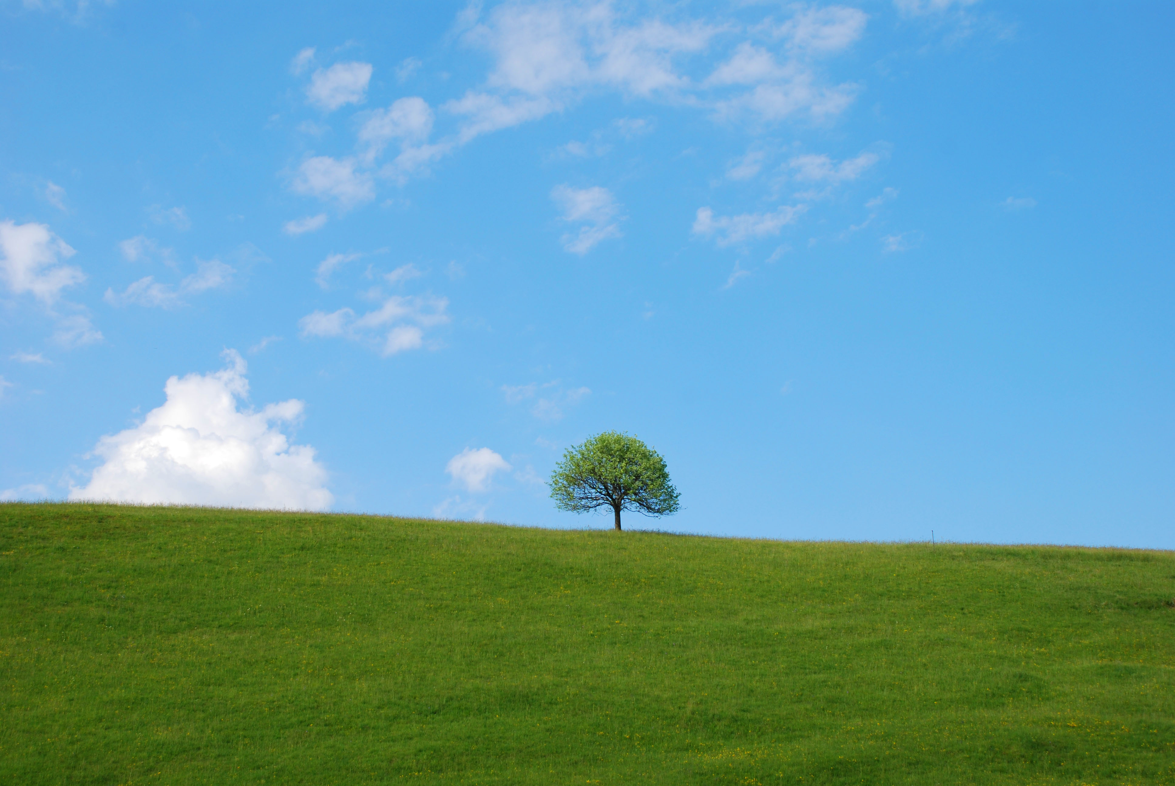 ciel-bleu-avec-arbre